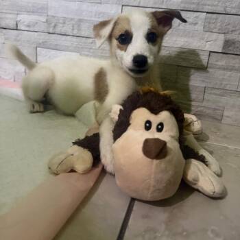 Murphy -  Chihuahua and Mixed Breed Dog for Adoption in Sunrise, Florida - Murphy | PetCurious