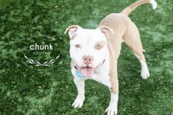 Pit Bull Terrier and Mixed Breed Dogs Available for Adoption in Kansas City, Missouri - Chunky | PetCurious