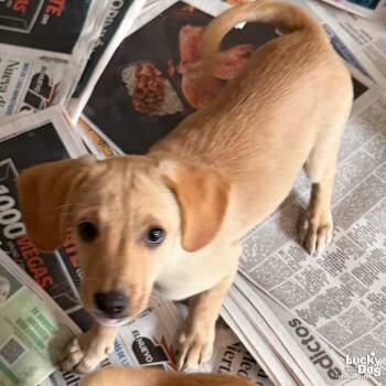 Heathery -  Labrador Retriever Dog for Adoption in Washington, District Of Columbia - Heathery | PetCurious