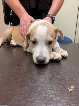 Rescue Mixed Breed Dogs for Adoption in Highland Village, Texas - Jason | PetCurious