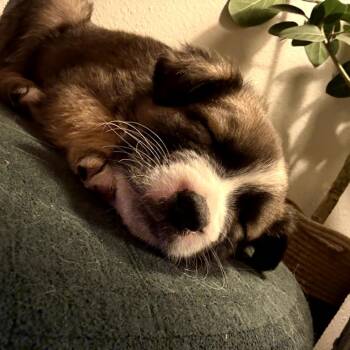 Mixed Breed Dogs Available for Adoption - Scorpio | PetCurious