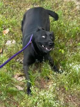 Labrador Retriever Dogs Available for Adoption in Benton, Arkansas - Midnight | PetCurious