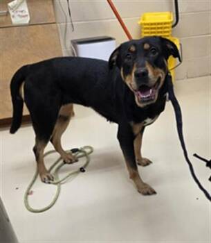 MILLIE -  Rottweiler and Mixed Breed Dog for Adoption in Aliquippa, Pennsylvania - MILLIE | PetCurious