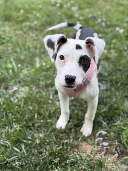 Beagle and Chihuahua Dogs Available for Adoption in Oceanport, New Jersey - Wren | PetCurious