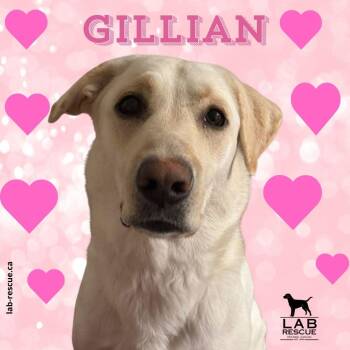 Gillian -  Labrador Retriever Dog for Adoption in Oakville, Ontario - Gillian | PetCurious