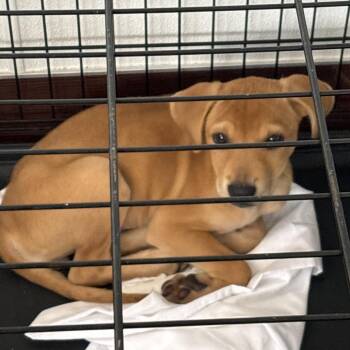Zory* AKA Billie Rose 8378 -  Black Mouth Cur and Mixed Breed Dog for Adoption in Loxahatchee Groves, Florida - Zory* AKA Billie Rose 8378 | PetCurious