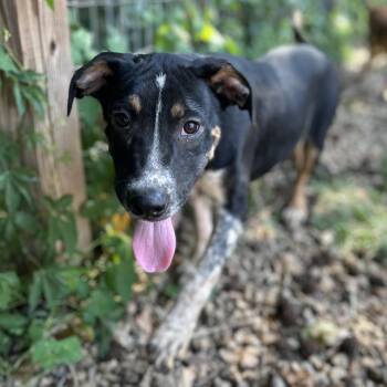 Hound Dogs Available for Adoption in Columbia, South Carolina - Skinny Jeans | PetCurious