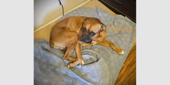 Rescue Boxer Dogs for Adoption in Hewitt, Texas - Astro III | PetCurious
