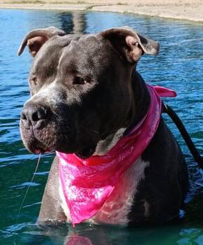 Antonia - great sweet companion (TX-355012) -  Pit Bull Terrier and American Bully Dog for Adoption in Houston, Texas - Antonia - Great Sweet Companion (TX-355012) | PetCurious