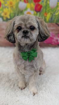 Pogo -  Shih Tzu Dog Available for Adoption in Sturgis, Michigan - Pogo | PetCurious