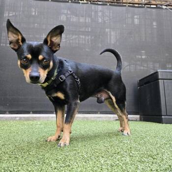 Milo -  Chihuahua Dog Available for Adoption in Westhampton, New York - Milo | PetCurious