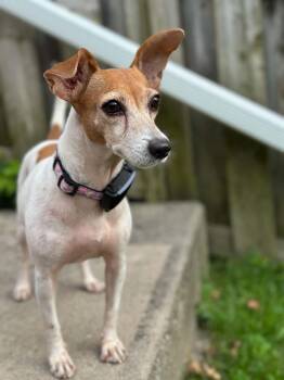 Lucy -  Jack Russell Terrier Dog for Adoption in Toronto, Ontario - Lucy | PetCurious