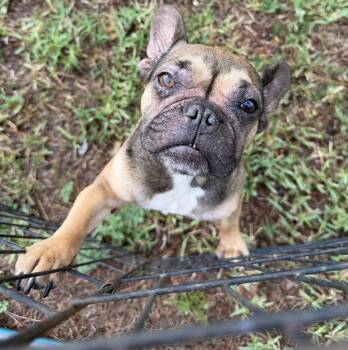 French Bulldog Dogs Available for Adoption in Davie, Florida - Sweetie | PetCurious