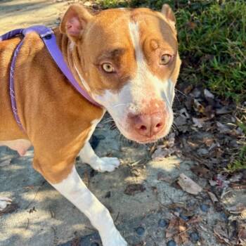 Rescue American Staffordshire Terrier Dogs for Adoption in Raleigh, North Carolina - Pumpkin Spice | PetCurious