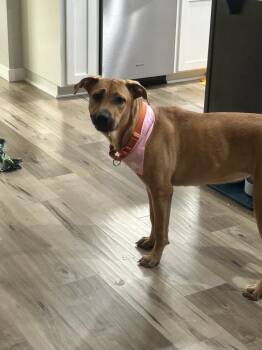 Honey -  Black Mouth Cur Dog for Adoption in Vancouver, Washington - Honey | PetCurious