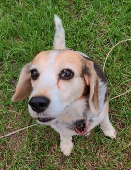 Rescue Beagle and Mixed Breed Dogs for Adoption in Wilmington Island, Georgia - Daisy | PetCurious