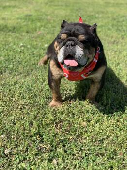 Bulldog Dogs Available for Adoption in Center Square, Pennsylvania - Mac | PetCurious