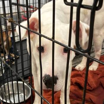 Rescue Mixed Breed Dogs for Adoption in Jeffersonville, Indiana - Minnie | PetCurious