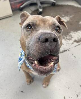 Pit Bull Terrier Dogs Available for Adoption in Eagle, Idaho - Cottontail --Courtesy Post. Out Of Town Pet. See Below For Detai | PetCurious