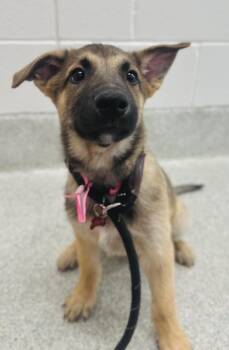 Belgian Shepherd Malinois Dogs Available for Adoption - JOY | PetCurious