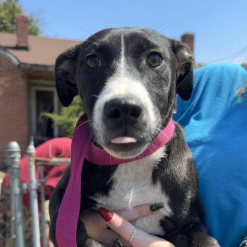 Mixed Breed Dogs Available for Adoption - Red | PetCurious