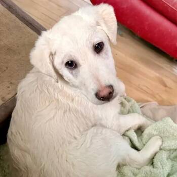 Husky Dogs Available for Adoption - Donner | PetCurious