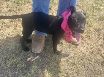 Rescue Black Labrador Retriever Dogs for Adoption - Jeri | PetCurious