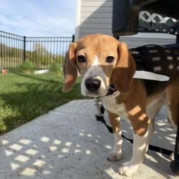 Lola -  Beagle Dog for Adoption in West Allis, Wisconsin - Lola | PetCurious
