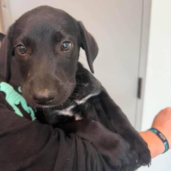 Grillbert -  Mixed Breed Dog for Adoption in Sand Springs, Oklahoma - Grillbert | PetCurious