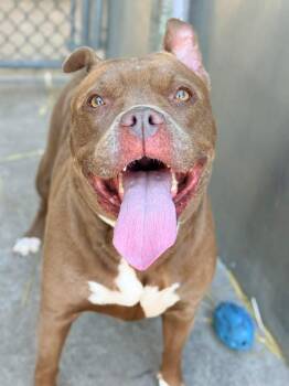 Pit Bull Terrier Dogs Available for Adoption in Chicago, Illinois - ZZ Top | PetCurious