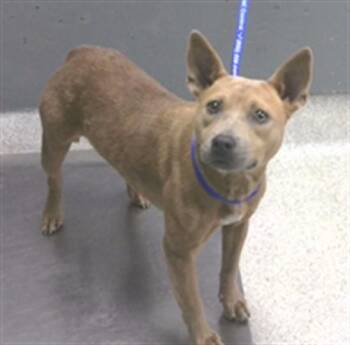DEMI -  American Staffordshire Terrier and Mixed Breed Dog for Adoption in Tallahassee, Florida - DEMI | PetCurious