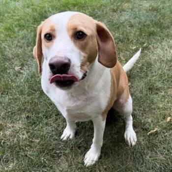 Tyson -  Coonhound and Labrador Retriever Dog for Adoption in Dayton, Ohio - Tyson | PetCurious