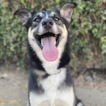 McMuffin -  Husky and Mixed Breed Dog for Adoption in Riverside, California - McMuffin | PetCurious