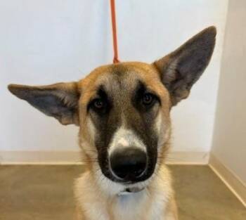 Rescue German Shepherd Dog Dogs for Adoption in Greeley, Colorado - Cinnamon | PetCurious