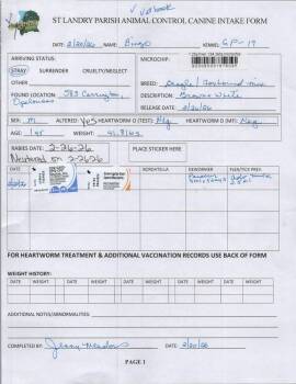 Beagle and Foxhound Dogs Available for Adoption - Bingo | PetCurious