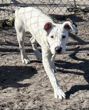 Terrier and Mixed Breed Dogs Available for Adoption in Palm Coast, Florida - Luna | PetCurious