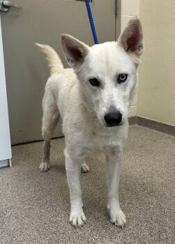 Smoke -  Shepherd and Husky Dog for Adoption in Disputanta, Virginia - Smoke | PetCurious