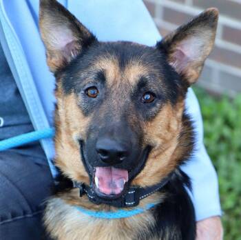 Rescue German Shepherd Dog and Mixed Breed Dogs for Adoption in Kansas City, Kansas - Stacy (AO35212) | PetCurious