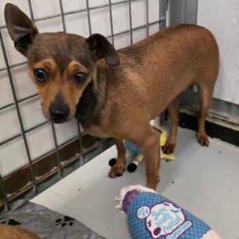 Rat Terrier Dogs Available for Adoption - ZOEY | PetCurious