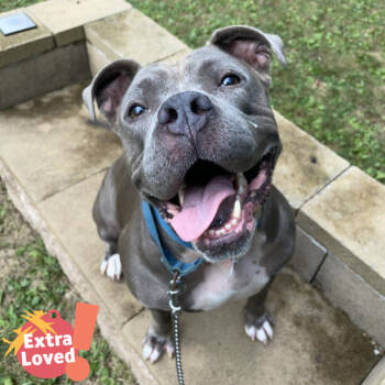 Rescue Mixed Breed Dogs for Adoption in Pittsburgh, Pennsylvania - Stormi | PetCurious