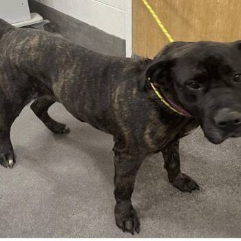 Cane Corso Dogs Available for Adoption - Princess | PetCurious