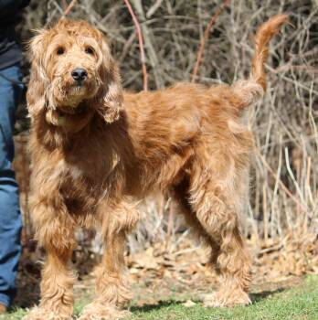 Standard Poodle Dogs Available for Adoption in Portage, Wisconsin - Bru | PetCurious