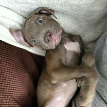 Melanie -  American Staffordshire Terrier Dog for Adoption in Des Moines, Iowa - Melanie | PetCurious