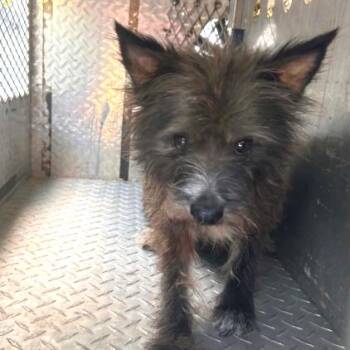 Charles -  Miniature Schnauzer and Mixed Breed Dog for Adoption in Chapel Hill, North Carolina - Charles | PetCurious
