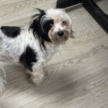 Suzie -  Maltipoo Dog for Adoption in Baker, Louisiana - Suzie | PetCurious