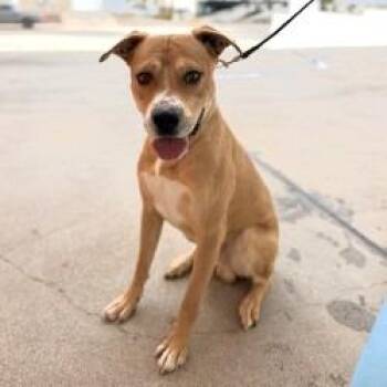 Wright -  Pit Bull Terrier and Mixed Breed Dog for Adoption in Bullhead City, Arizona - Wright | PetCurious