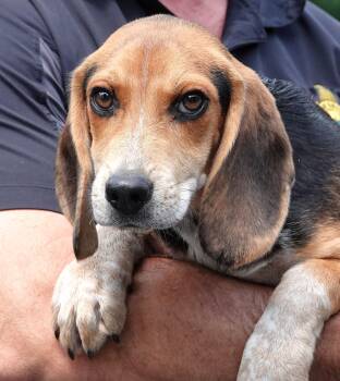 Tracker -  Beagle Dog for Adoption in Millfield, Ohio - Tracker | PetCurious