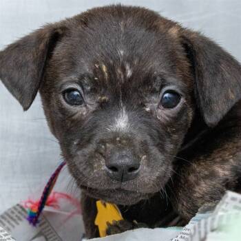 Rescue Australian Cattle Dog Blue Heeler and Beagle Dogs for Adoption in St. Louis, Missouri - FORREST | PetCurious