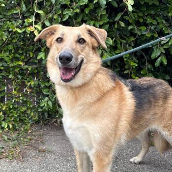 Smooth Collie and Shepherd Dogs Available for Adoption in Goleta, California - Betty | PetCurious