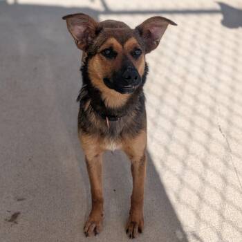 Savannah -  German Shepherd Dog and Mixed Breed Dog for Adoption in Prairie Du Chien, Wisconsin - Savannah | PetCurious